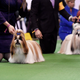 Illustration for article titled The Westminster Dog Show Is The Past And Future Of Obsessive Dog Ownershipem/em